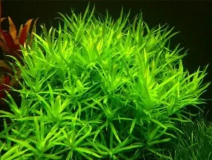 HETERANTERA ZOSTELIFOLIA, pianta rapida depurativa