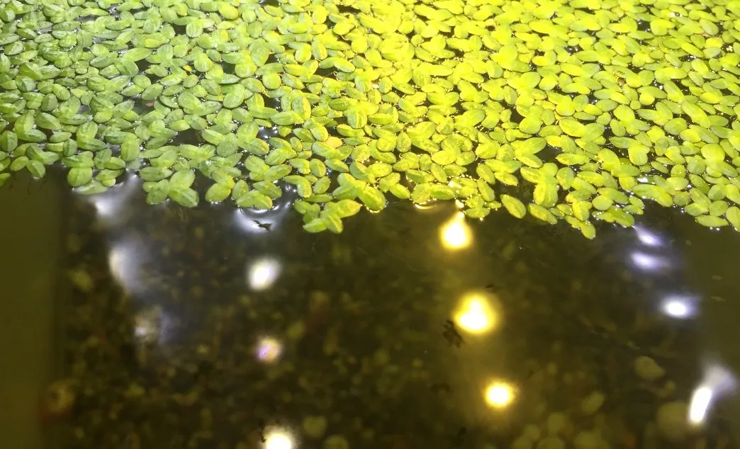 Pacchetto piante acquatiche depurative rapide per acquario o laghetto