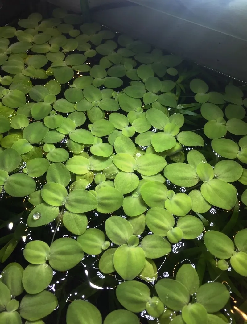 Pacchetto piante acquatiche depurative rapide per acquario o laghetto