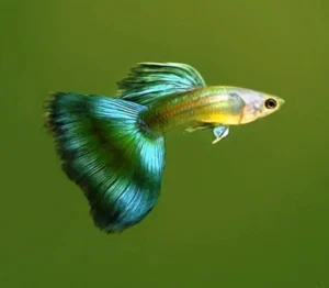 Coppia di Guppy Green-blue Moscow, Poecilia reticulata 3,5 cm maschio + femmina