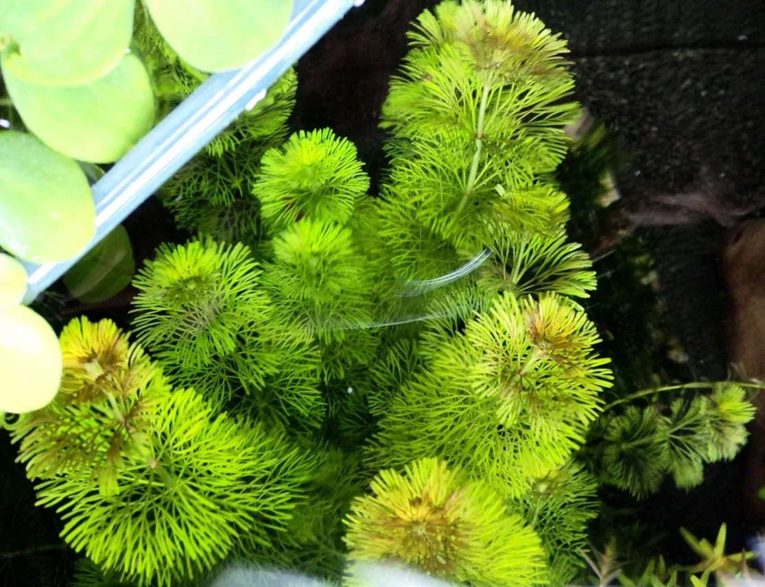 Pacchetto piante acquatiche depurative rapide per acquario o laghetto