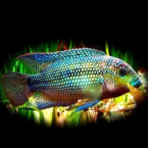 Cichlasoma Octofasciatum/Bioce 3-6 cm - Ciclidi americani