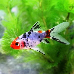Blue Shubunkin, pesce rosso 5-7 cm - Carassius auratus Blu