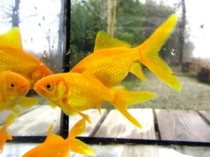 Canarino gold/golden comet, pesce rosso 5-7 cm - Carassius auratus