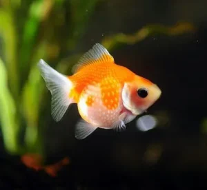 Orifiamma Chicco di riso 5-6 cm - Oranda perlato - Pesce rosso - Carassius auratus