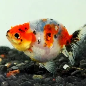 Orifiamma Ranchu 4-6 cm - Oranda - Pesce rosso - Carassius auratus
