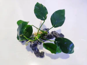 Anubias Nana su LEGNO sintetico in RESINA, pianta facile a foglia larga