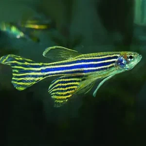 Brachydanio rerio LONG FIN - Danio Zebrato pinne lunghe 2-3 cm - Danio Zebra