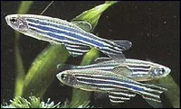 Brachydanio rerio - Danio Zebrato 2-3 cm - Danio Zebra