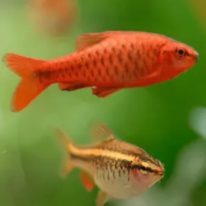 Barbus titteya red, Barbo ciliegia, Puntius titteya 2,5 cm