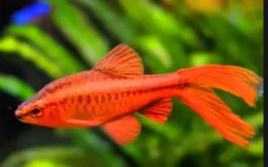 Barbus titteya red LONG FIN, Barbo ciliegia pinne lunghe, Puntius titteya 2-3 cm
