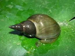 Lumaca Lymnaea Stagnalis 2-6 cm - lumaca palustre d'acqua fredda per laghetto