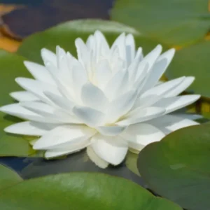 Ninfea Gonnere - Nymphaea rustica bianca a fiore doppio di taglia grande per laghetto