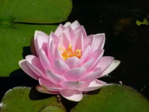 Ninfea Madame Wilfron Gonnere - Nymphaea rustica rosa di taglia media per laghetto