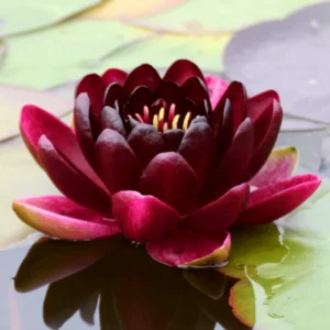 Ninfea Black Princess - Nymphaea rustica rosso scurissimo di taglia media per laghetto