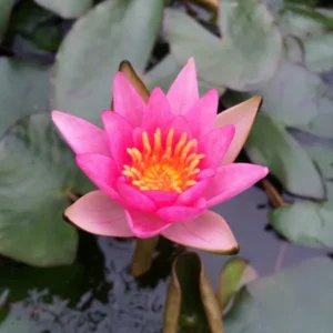 Ninfea Pygmaea Rubra - Nymphaea rustica rossa di taglia nana per laghetto