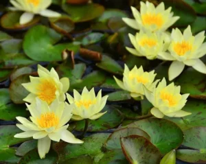 Ninfea Pygmaea Helvola - Nymphaea rustica gialla di taglia nana per laghetto