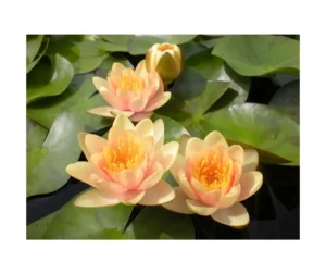 Ninfea Aurora - Nymphaea rustica cangiante da crema a rosa/arancio di taglia piccola per laghetto
