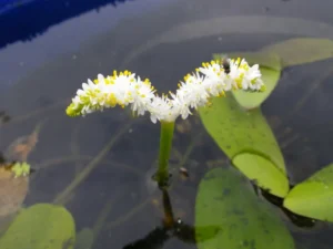 Aponogeton desertorum - Biancospino d'acqua pianta rara taglia media per laghetto simile a ninfea