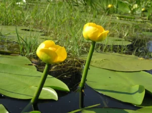 Nuphar Lutea - Nannufaro Giallo - pianta simile alle ninfee per laghetto