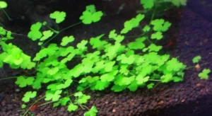 HYDROCOTYLE TRIPARTITA O JAPAN, pianta da aquascaping