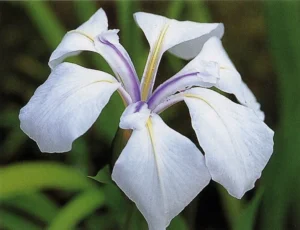 Iris Laevigata Snowdrift - Giaggiolo acquatico - pianta palustre taglia media con fiore bianco per laghetto