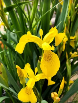 Iris Pseudacorus - Giaggiolo acquatico - pianta palustre taglia grande con fiore giallo per laghetto