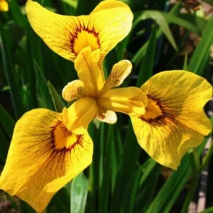 Iris Pseudata Chance of Beauty - Giaggiolo acquatico - pianta palustre taglia media con fiore giallo e marrone per laghetto