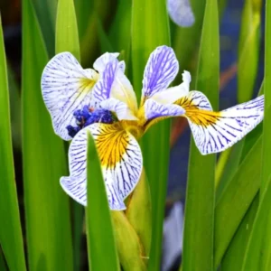 Iris spec-x Roy's Repeater - Giaggiolo acquatico - pianta palustre taglia media con fiore bianco con venature blu per laghetto