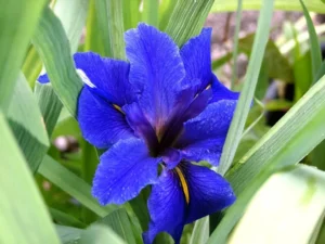 Iris Louisiana Blue - Giaggiolo acquatico - pianta palustre taglia media con fiore blu per laghetto