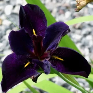 Iris Louisiana Black Gamecock - Giaggiolo acquatico - pianta palustre taglia media con fiore viola scuro per laghetto