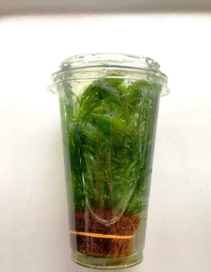 CERATOPHYLLUM DEMERSUM in CUP - pianta rapida depurativa ossigenante per acquario o laghetto