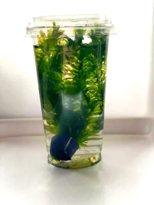 Egeria Densa (Elodea densa), in CUP - pianta rapida depurativa ossigenante per acquario o laghetto