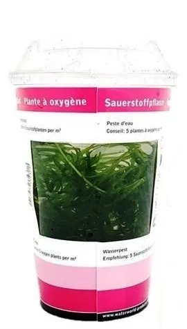 Elodea Canadensis in CUP - pianta rapida depurativa ossigenante per acquario o laghetto