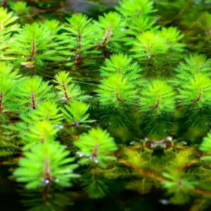 Myriophyllum Brasiliensis Red Stem - pianta rapida depurativa ossigenante per laghetto in vaso con terra