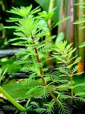 Myriophyllum Brasiliensis Red Stem - pianta rapida depurativa ossigenante per acquario - mazzetto