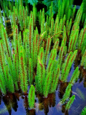 Hippuris Vulgaris - pianta palustre ossigenante depurativa di taglia piccola per laghetto