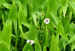 Sagittaria Sagittifolia - Erba Saetta - pianta palustre di taglia media per laghetto