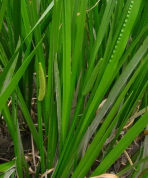 Acorus Calamus - Calamo Aromatico - pianta palustre di taglia media per laghetto