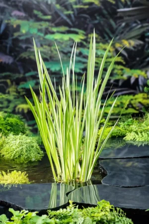 Acorus Calamus Variegatus - Calamo Aromatico Variegato - pianta palustre di taglia media per laghetto