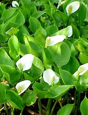 Calla Palustris - pianta palustre di taglia piccola dal fiore bianco per laghetto