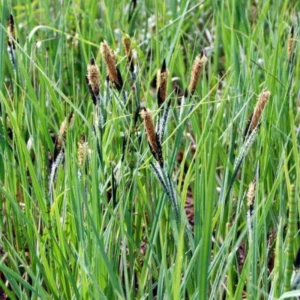 Carex Nigra - pianta palustre di taglia grande dal fiore a spiga per laghetto