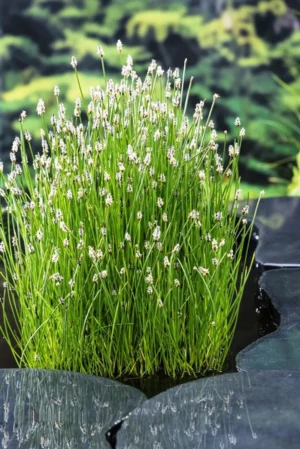 Eleocharis Palustris - Giunchina comune - pianta palustre di taglia media dal fiore a spiga per laghetto