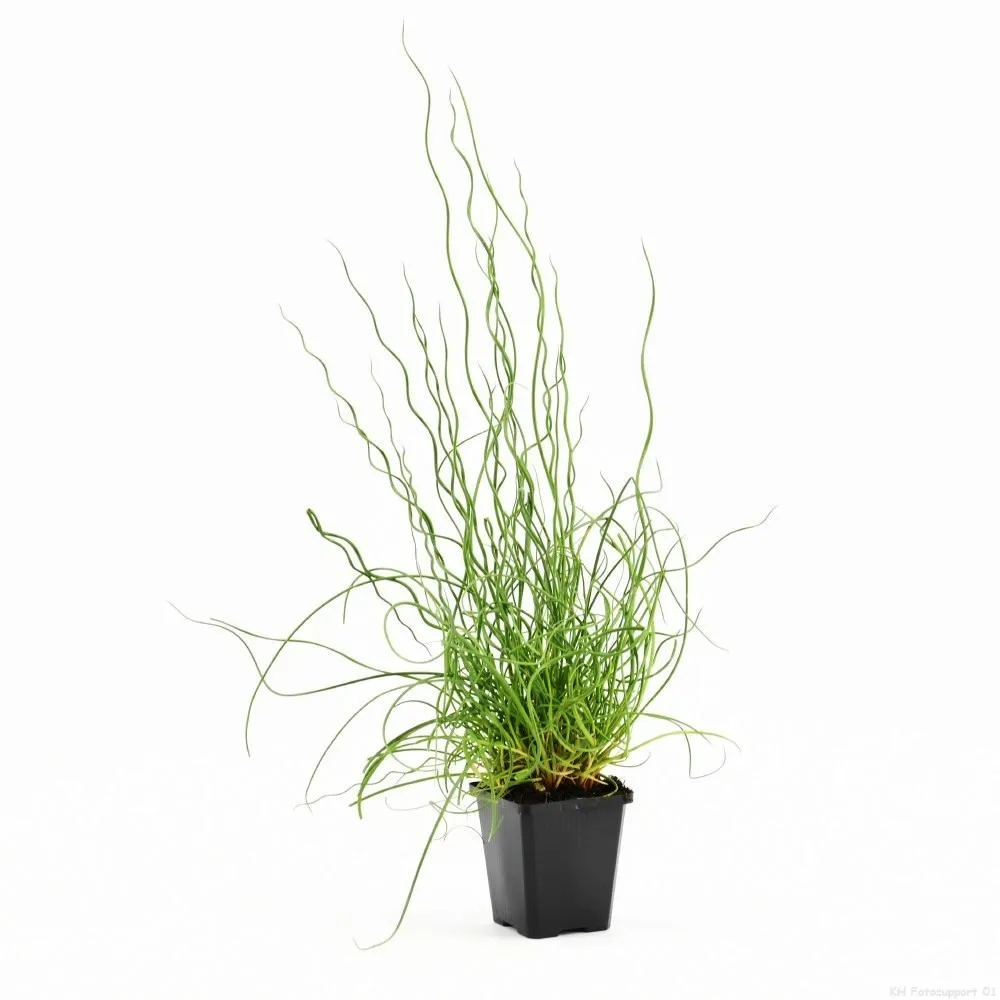 Juncus Effusus Spiralis - pianta palustre perenne di taglia piccola dal fiore a spiga per laghetto