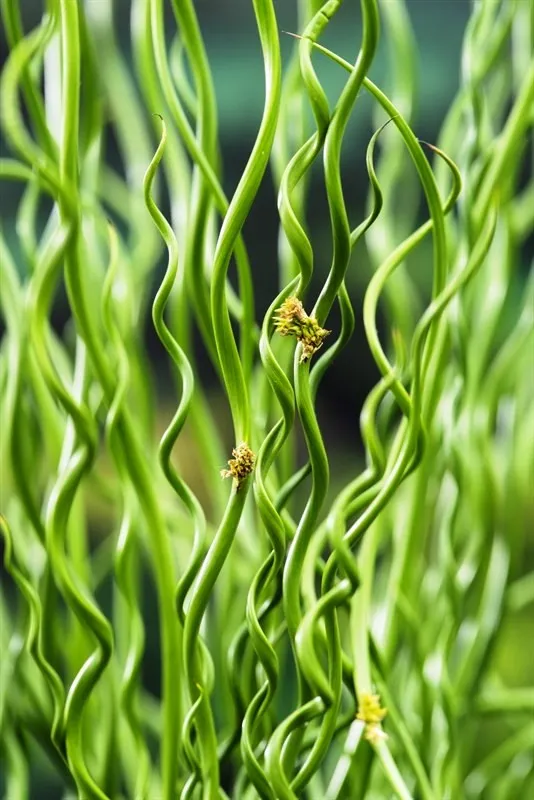 Juncus Effusus Spiralis - pianta palustre perenne di taglia piccola dal fiore a spiga per laghetto