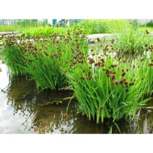 juncus Ensifolius - pianta palustre perenne di taglia piccola dal fiore bruno per laghetto