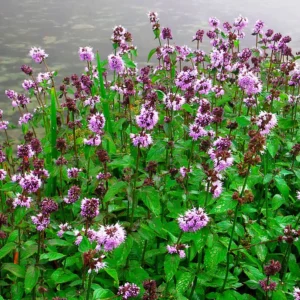 Mentha aquatica - pianta palustre perenne di taglia piccola dal fiore rosa lavanda profumato per laghetto