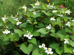 Houttuynia Cordata - pianta palustre perenne di taglia piccola dal fiore bianco per laghetto