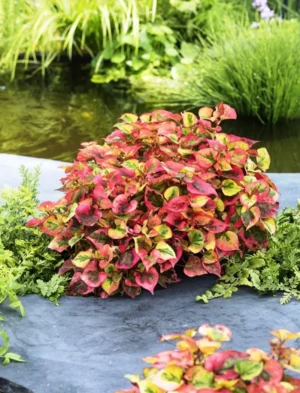 Houttuynia Cordata Chameleon - pianta palustre perenne di taglia piccola dal fiore bianco per laghetto
