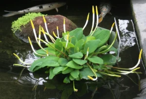 Orontium Aquaticum - pianta palustre perenne di taglia piccola dal fiore a clava bianco e giallo per laghetto